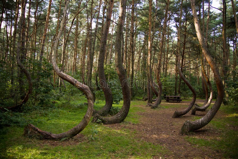 Curved forest reserve in Poland. Curved forest reserve in Poland