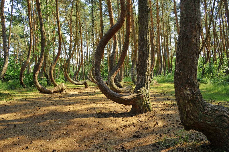 Curved trees in the Polish forest side. Curved trees in the Polish forest side
