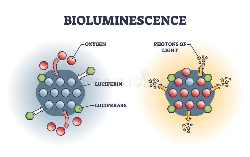 Bioluminescence chemical explanation with light emission outline diagram. Labeled educational scheme with microscopic atom oxygen, luciferin, luciferase or photons of light closeup vector illustration. Bioluminescence chemical explanation with light emission outline diagram. Labeled educational scheme with microscopic atom oxygen, luciferin, luciferase or photons of light closeup vector illustration