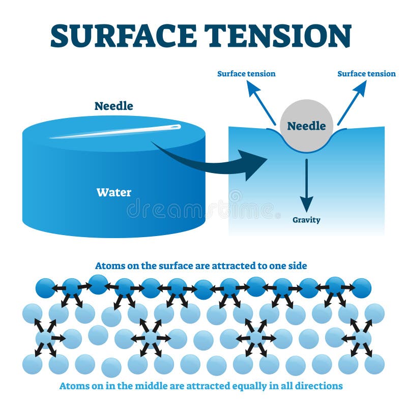 Surface tension explanation vector illustration diagram. Physics educational information scheme with needle and liquid water atoms on the surface attraction example. Illustrated study guide drawing. Surface tension explanation vector illustration diagram. Physics educational information scheme with needle and liquid water atoms on the surface attraction example. Illustrated study guide drawing.