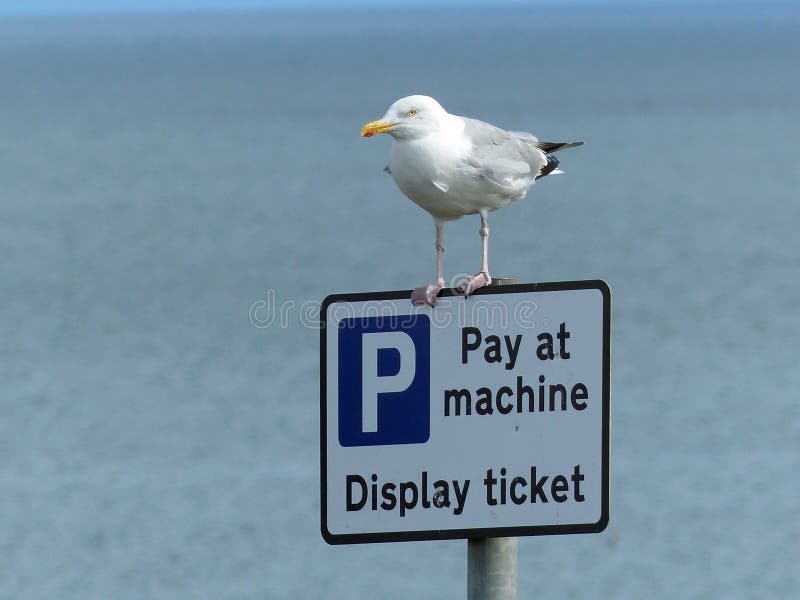 Wynagrodzenie przy maszyną - wyrównujący seagulls? fotografia stock