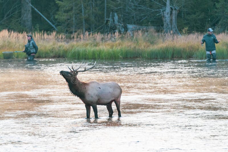 Bull elk stands in the Madison River as fly fishermen wade, in Yellowstone National Park
