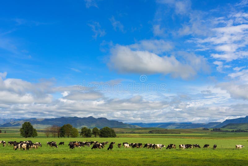 Cattle grazing on green pastures, South Africa. Cattle grazing on green pastures, South Africa