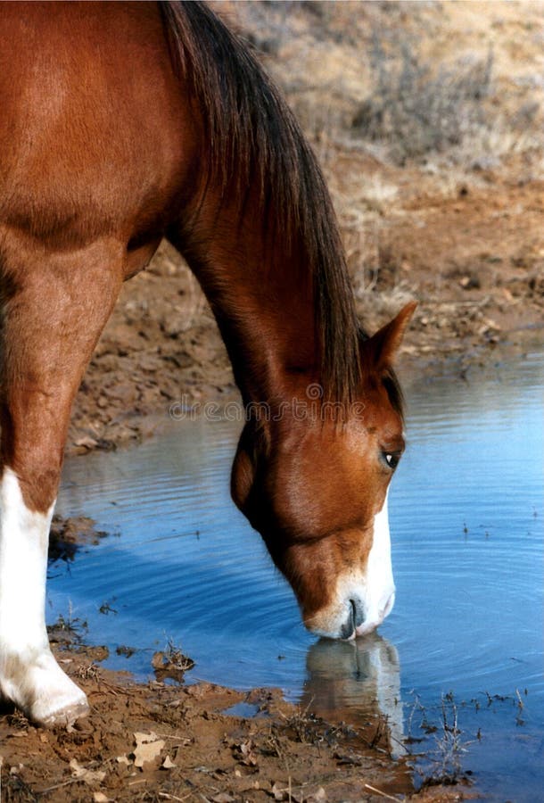 Horse with white stockings sipping cool water from pond causing gentle ripples; water reflects the blue sky and part of horse's reflection. Horse with white stockings sipping cool water from pond causing gentle ripples; water reflects the blue sky and part of horse's reflection.