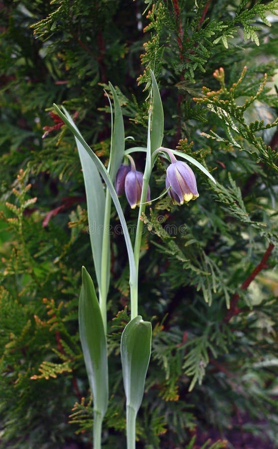 Wysokiej jakości fritillaria. zdjęcie royalty free