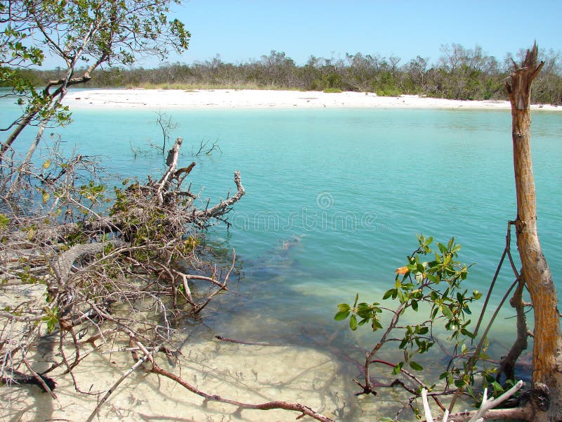 Wyspy laguny mangrowe marco