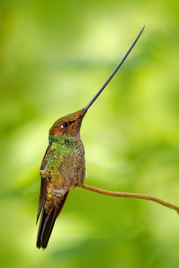 Wystawiający rachunek hummingbird, Ensifera ensifera, ptak z niewiarygodnym długim rachunkiem, natury lasowy siedlisko, Ekwador D