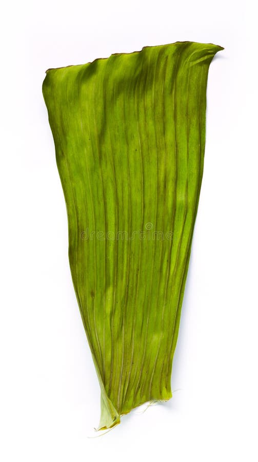 Wysuszony bananowy liść. obraz stock Wysuszony bananowy liść. obraz stock