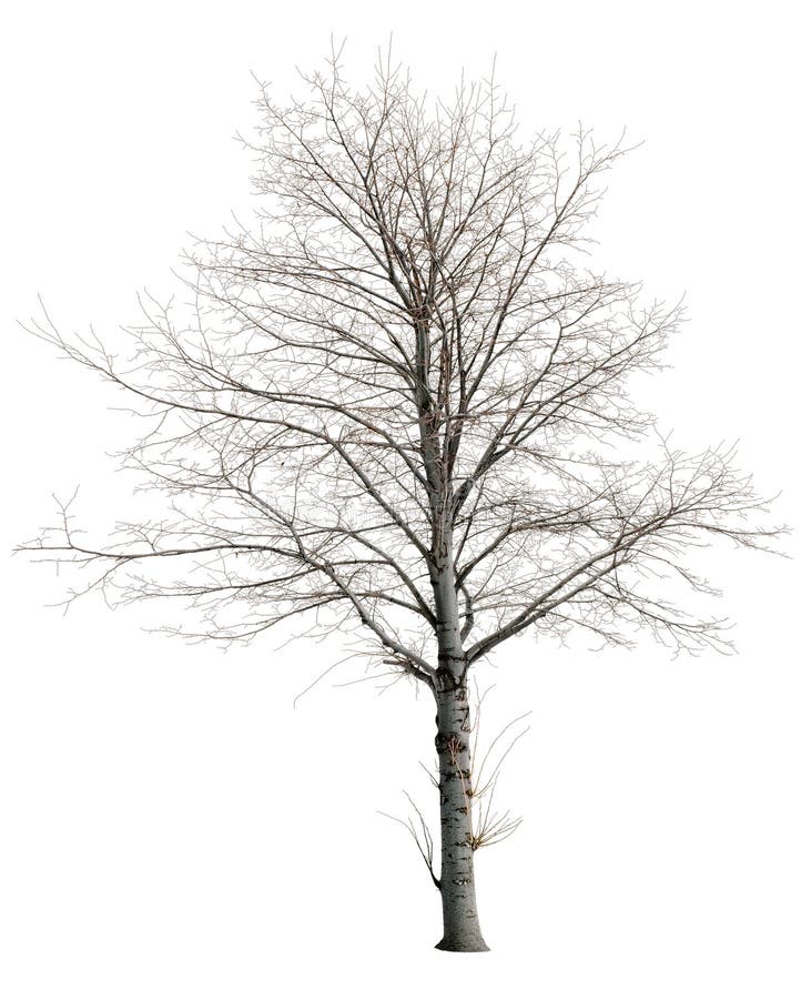 Wytnij gołe drzewo zimą