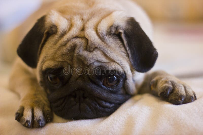 Wzburzony szczeniaka mops obrazy royalty free Wzburzony szczeniaka mops obrazy royalty free