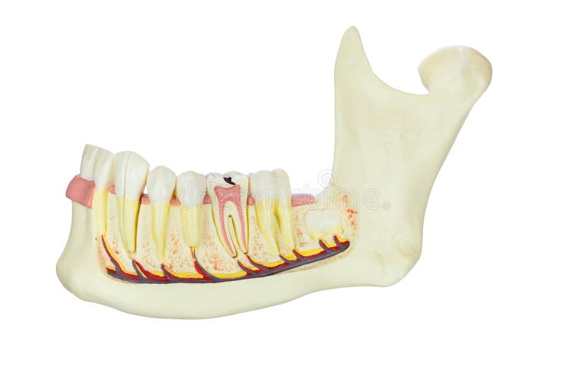 Wzorcowy ludzki jawbone z zębami odizolowywającymi na białym tle fotografia royalty free Wzorcowy ludzki jawbone z zębami odizolowywającymi na białym tle fotografia royalty free