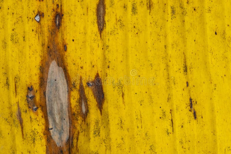 Wzorów i tekstur banana liście, kolorowa zieleń, kolor żółty i suszą Zbliżenie bananowej liść tekstury abstrakcjonistyczny tło se zdjęcie royalty free Wzorów i tekstur banana liście, kolorowa zieleń, kolor żółty i suszą Zbliżenie bananowej liść tekstury abstrakcjonistyczny tło se zdjęcie royalty free
