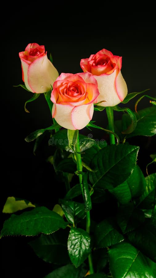 Rose flower on black background, still life colors
