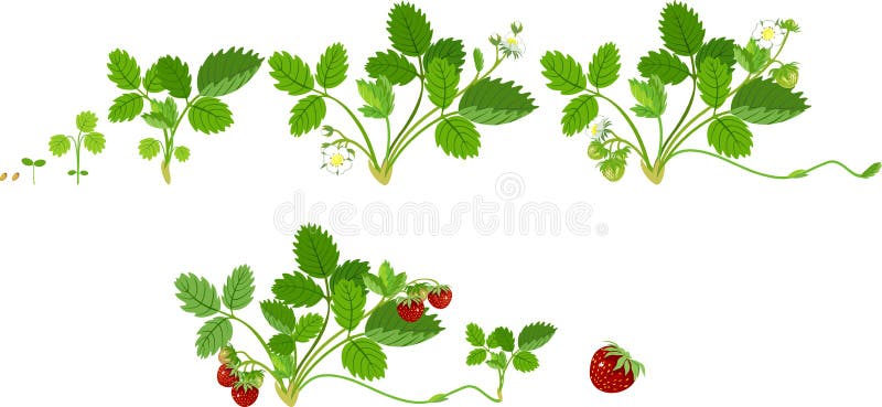 Wzrostowe sceny truskawkowa roślina royalty ilustracja Wzrostowe sceny truskawkowa roślina royalty ilustracja