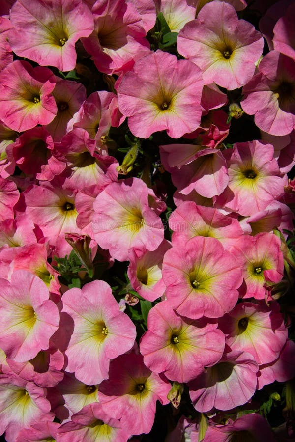Wzór kwiatowy petunii białej i różowej dla tła