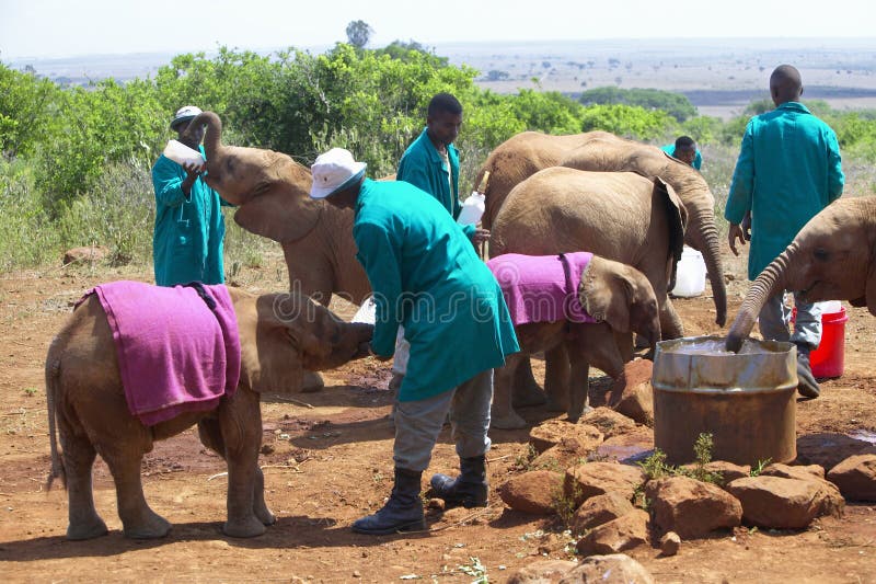 Wächter des afrikanischen Elefanten mit angenommenem Baby-afrikanischem Elefanten bei David Sheldrick Wildlife Trust in Nairobi