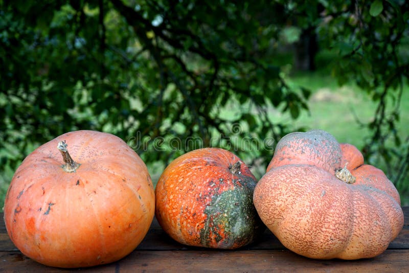 Während der Ernte auf dem Holztisch gesammelte orangefarbene Kürbis stockfotografie Während der Ernte auf dem Holztisch gesammelte orangefarbene Kürbis stockfotografie