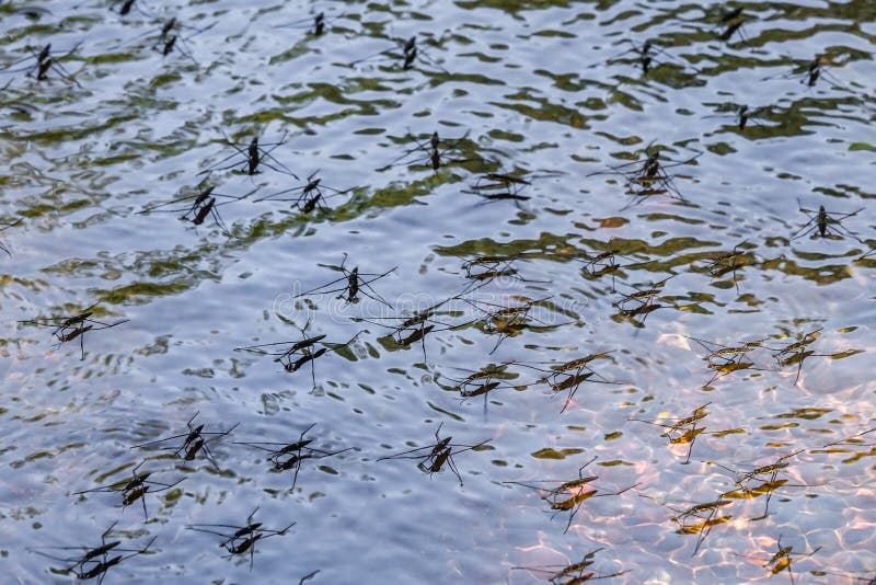 Wässern Sie strider/Kapitän auf der Oberflächenspannung auf Wasser Gerrida stockfoto Wässern Sie strider/Kapitän auf der Oberflächenspannung auf Wasser Gerrida stockfoto