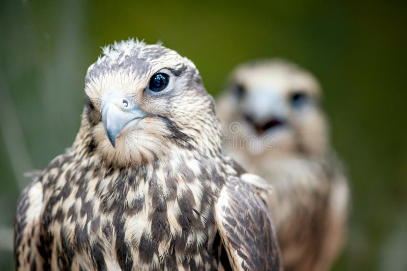 Würgfalke, Falco-cherrug, Nahaufnahmeporträt Greifvögel stockfotos Würgfalke, Falco-cherrug, Nahaufnahmeporträt Greifvögel stockfotos