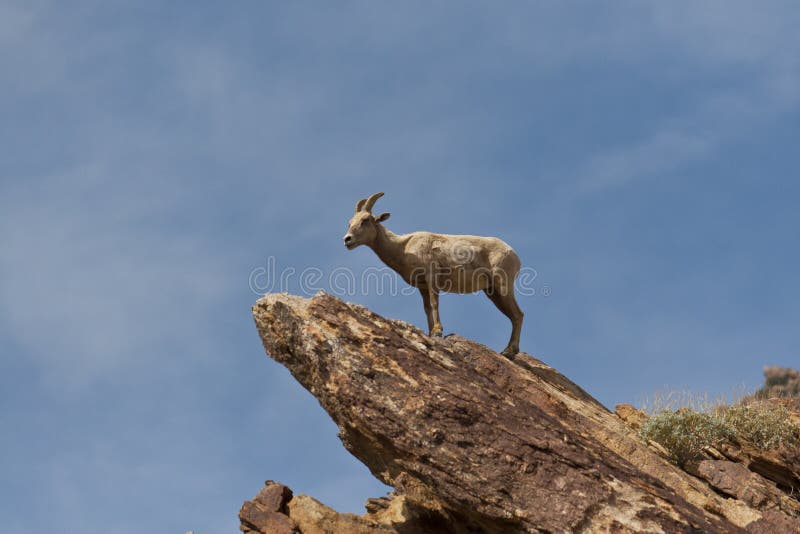 Wüstebighorn-Schafe Anza Borrego in der Wüste. stockbild Wüstebighorn-Schafe Anza Borrego in der Wüste. stockbild