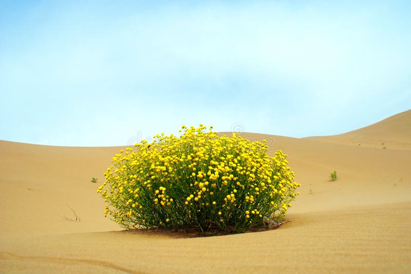 To see a world in a grain of sand, And a heaven in a wild flower. Tourist Resort Kubuqi desert to watch the natural landscape and experience the Mongolian style based mainly white Shahai tone.It is located in Chifeng City, Inner Mongolia Wengniute Banner ondor Tsog hematoxylin territory, 118 kilometers away from the Chifeng City, is away from the Beijing-Tianjin-Hebei Liaoning and other provinces and municipalities set the recent desert, grassland, Qifeng, rock formations, lakes, secondary source of integrated tourism area is watch and experience the natural wonders of a good place for a Mongolian-style. To see a world in a grain of sand, And a heaven in a wild flower. Tourist Resort Kubuqi desert to watch the natural landscape and experience the Mongolian style based mainly white Shahai tone.It is located in Chifeng City, Inner Mongolia Wengniute Banner ondor Tsog hematoxylin territory, 118 kilometers away from the Chifeng City, is away from the Beijing-Tianjin-Hebei Liaoning and other provinces and municipalities set the recent desert, grassland, Qifeng, rock formations, lakes, secondary source of integrated tourism area is watch and experience the natural wonders of a good place for a Mongolian-style.