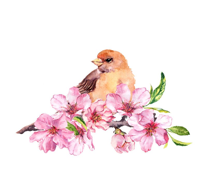 Wąsacz ptak siedzący na gałęzi jabłoni ilustracja rastra. różowe kwiaty kwitnące . kwitnie wiosna i gałązka