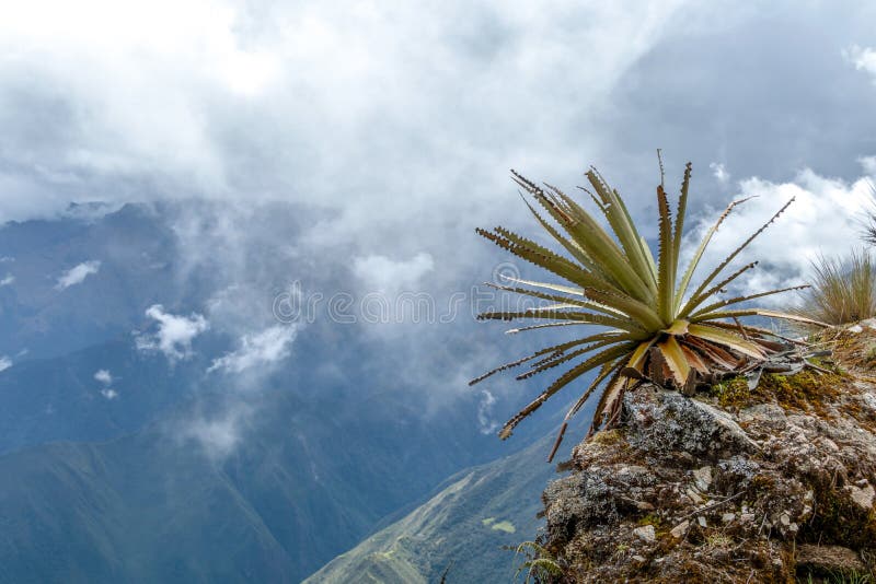 Wąska ścieżka na wycieczkuje śladzie przy dużych wysokości Peruwiańskimi górami między Maizal i Yanama, Peru fotografia royalty free Wąska ścieżka na wycieczkuje śladzie przy dużych wysokości Peruwiańskimi górami między Maizal i Yanama, Peru fotografia royalty free