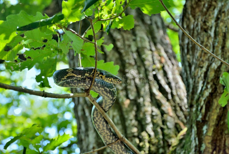 A close up of the snake (Elaphe schrenckii) on tree. A close up of the snake (Elaphe schrenckii) on tree.