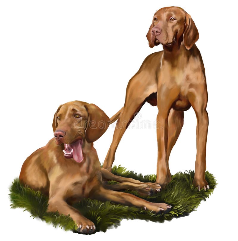 Węgier Vizsla royalty ilustracja Węgier Vizsla royalty ilustracja