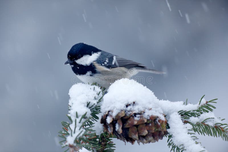 Węglowy Tit, ptak śpiewający na śnieżnej świerkowej gałąź z śniegiem, zimy scena Śnieg na świerkowym drzewo rożku Ptak w zimnej z