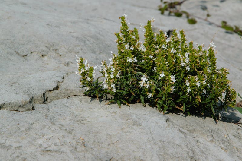 Władza natura - dzika roślina która r w skale obrazy stock Władza natura - dzika roślina która r w skale obrazy stock