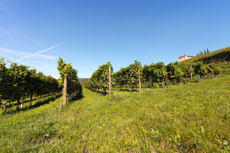 Włoscy winnicy - Valpolicella wino obrazy stock Włoscy winnicy - Valpolicella wino obrazy stock