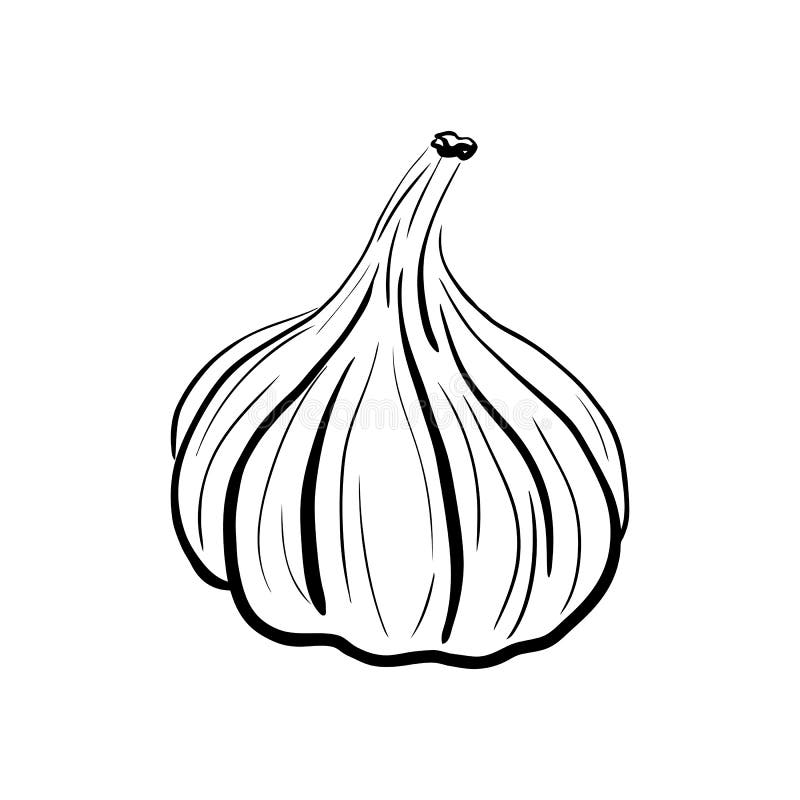 Hand Drawn Cartoon Image Shallots Shallot Stock Illustration 2356306605