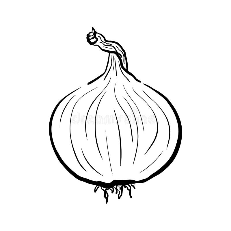 Hand Drawn Cartoon Image Shallots Shallot Stock Illustration 2356306605