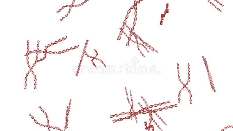 X chromosome . 3D render isolated
