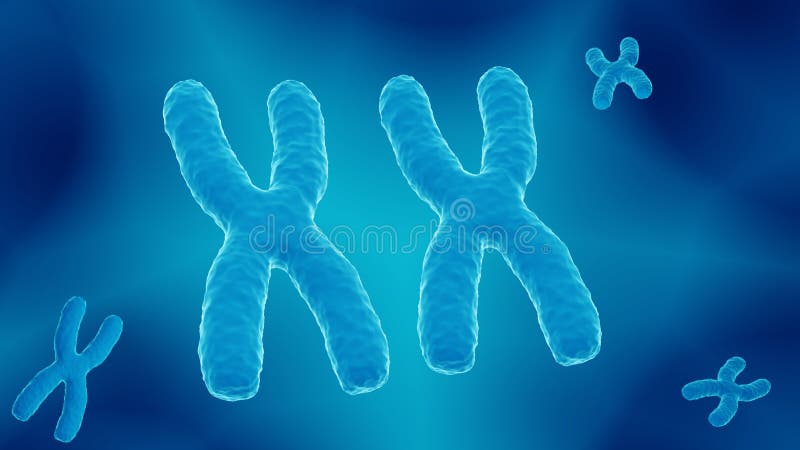 X Chromosomes Chromosome Pair Carrying The Dna Stock Illustration
