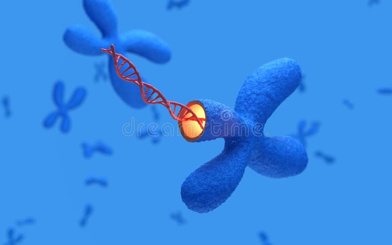 X Chromosomes with DNA molecules. Genetics concept. 3d rendering,conceptual image. royalty free illustration X Chromosomes with DNA molecules. Genetics concept. 3d rendering,conceptual image. royalty free illustration