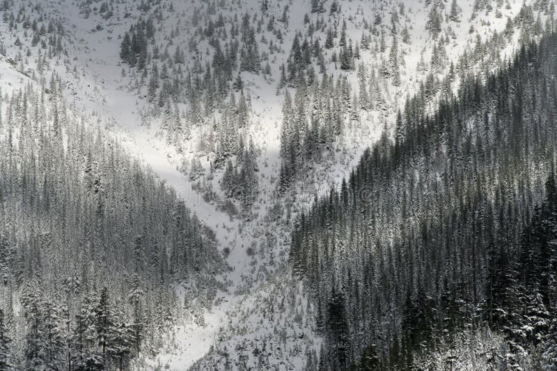 X Marks the Spot snow trees