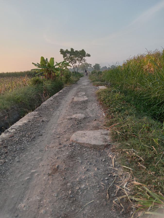 Morning Bliss: A Serene Landscape of Rice Fields at Dawn stock photo