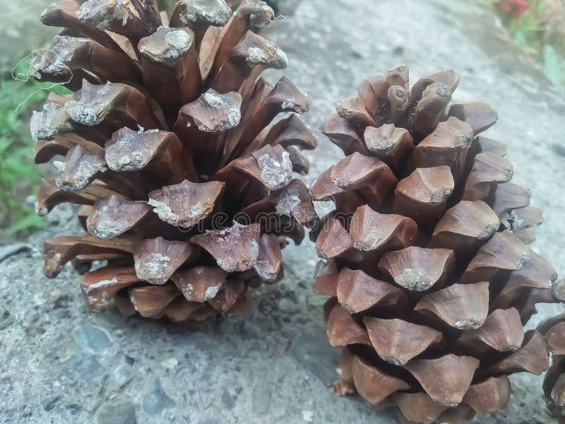 Do Pine Cones Explode In Fire (Pinaceae Cones)pinus Cones Fire Purpose Stock Photo - Image of purpose