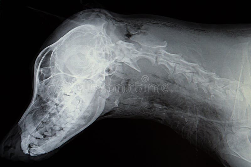 Xray of the head of a dog stock image. Image of veterinary 94376213