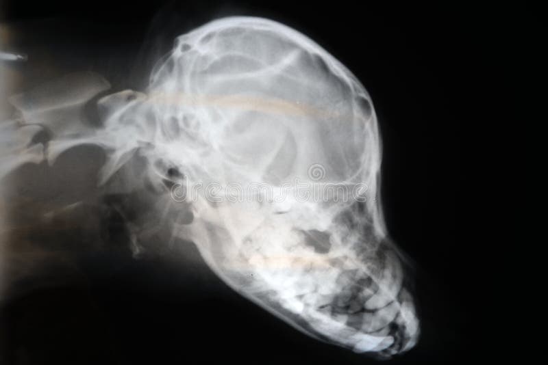 Xray of Dog Skull. Veterinary Xray Image. Stock Photo Image of film