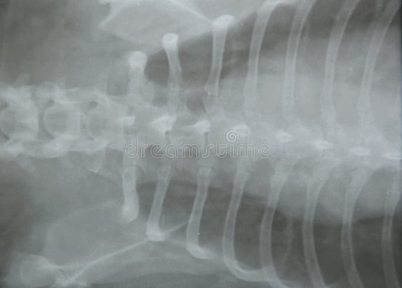 Xray Film of Dog Chest and Rib Stock Image Image of film, body 76399779