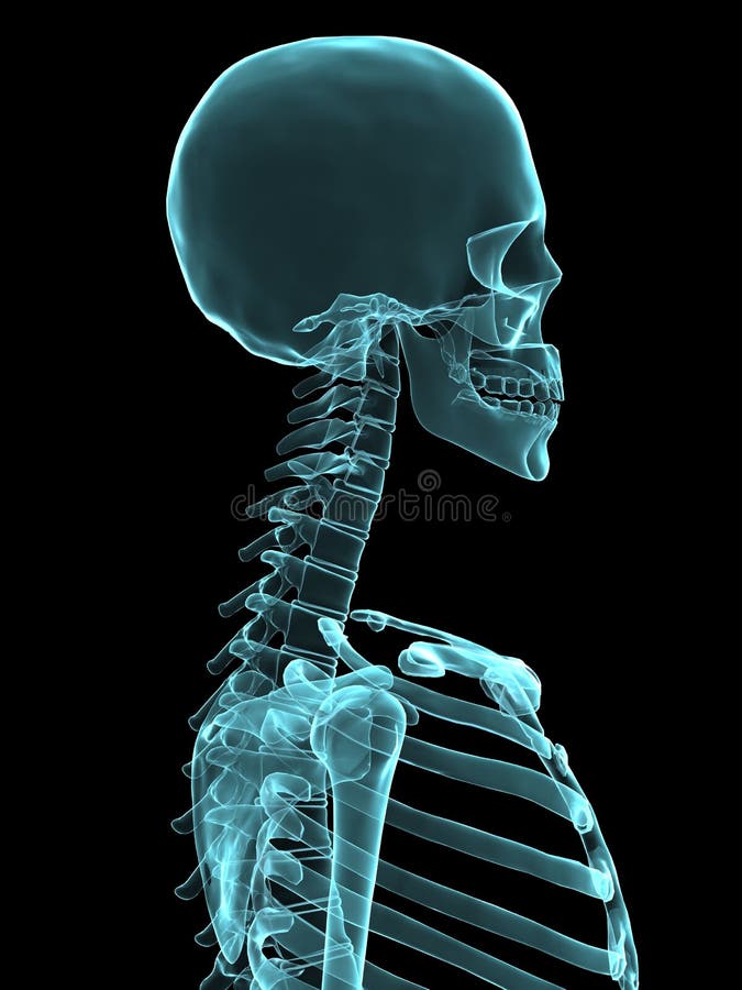 X-ray head stock illustration. Illustration of chest, ilium - 3576656