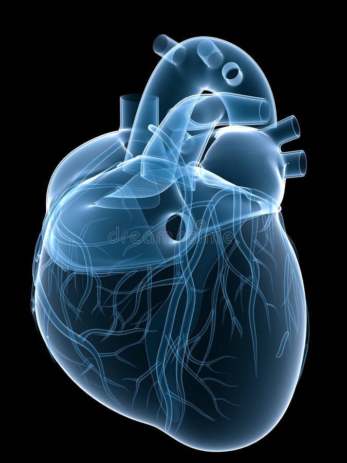 X-ray heart