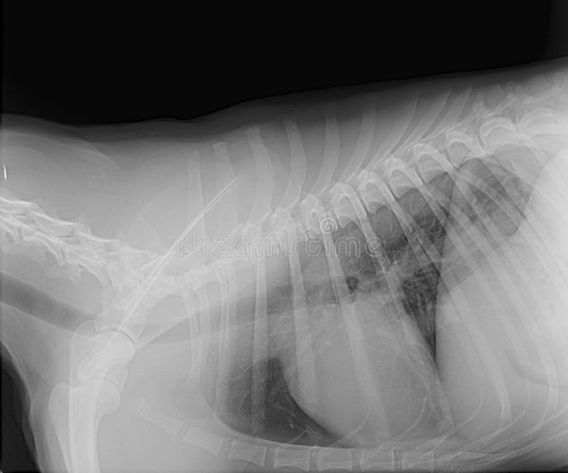 small dog x ray