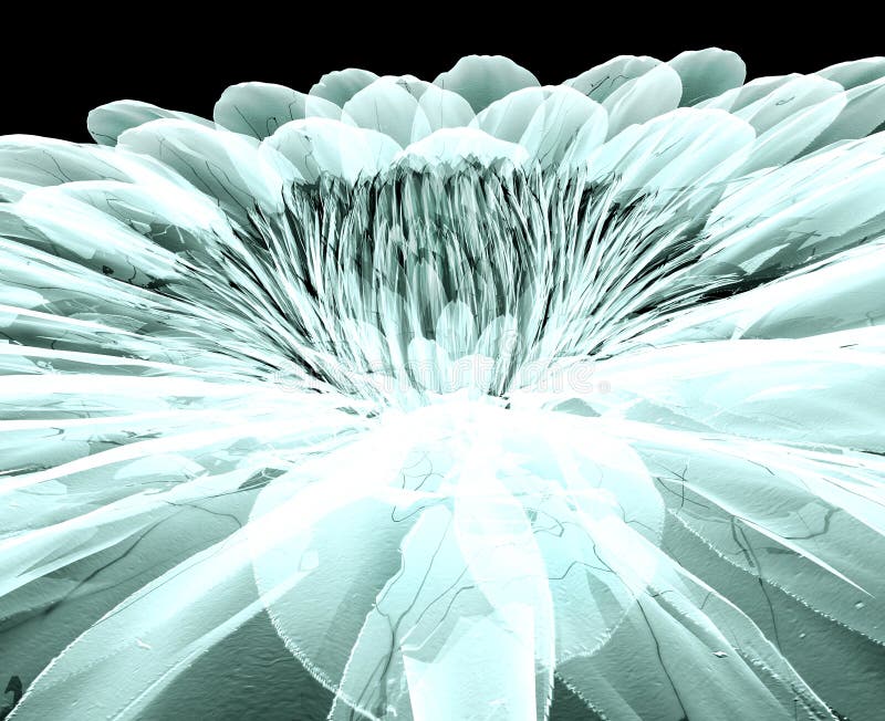 X-ray image of a flower isolated on black , the gebera