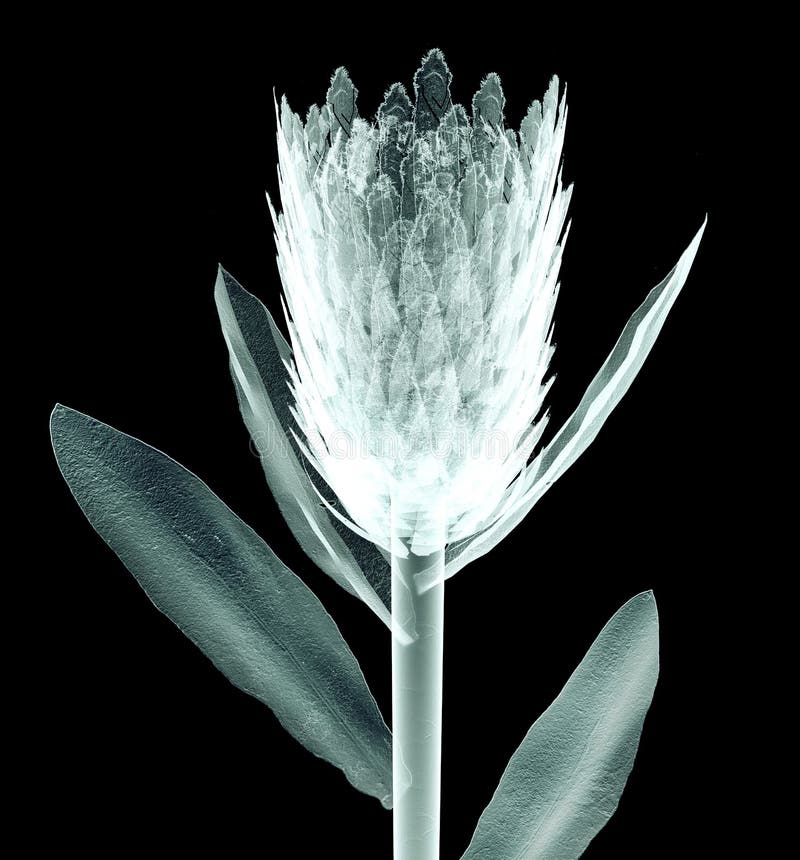 Xray Image of a Flower Isolated on Black , the Orchide Stock Photo