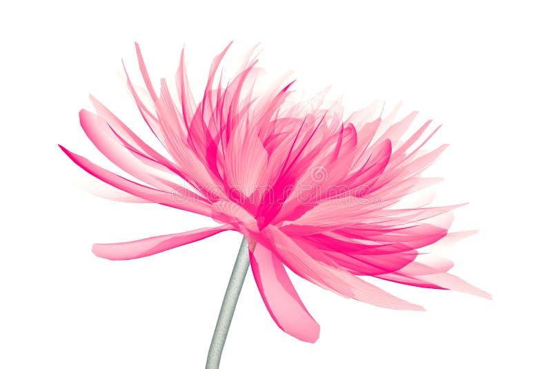 Download X Ray Flowers Stock Illustrations 219 X Ray Flowers Stock Illustrations Vectors Clipart Dreamstime PSD Mockup Templates