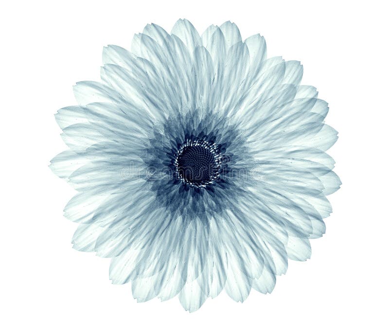 X-ray image of a flower isolated on white , the gebera